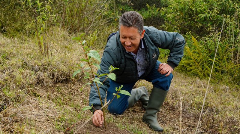 Funcionario de la CAR sembrando un árbol