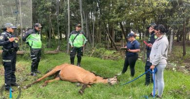 La Alcaldía de Chía activa ruta de protección y rescata equino en estado de abandono Caballo en estado de abandono.
