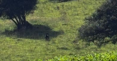 Oso Andino caminando por pastal en la Calera Cundinamarca.