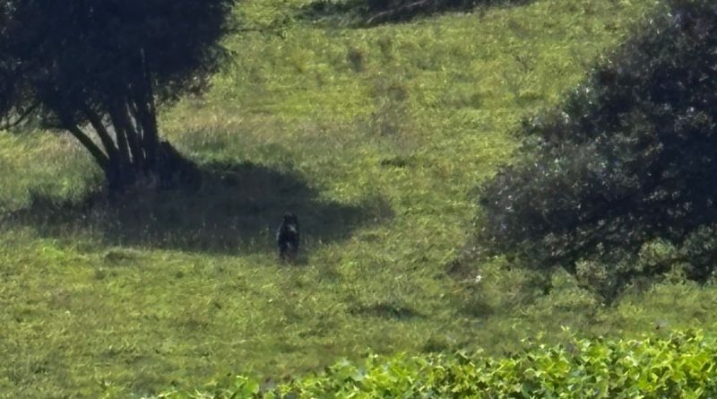 Oso Andino caminando por pastal en la Calera Cundinamarca.