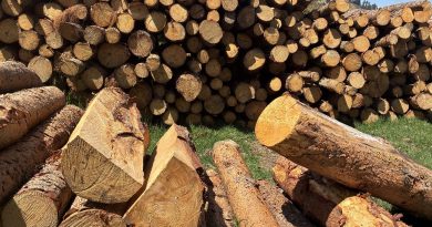 Tala de árboles ilegal en Chocontá.