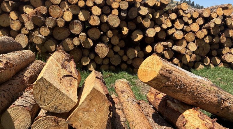 Tala de árboles ilegal en Chocontá.