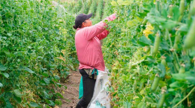 Agricultor recogiendo fruta