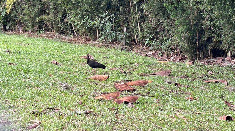 Ave migratoria en Cundinamarca