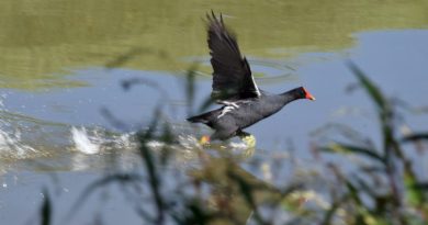 Avistamiento de aves en Chía