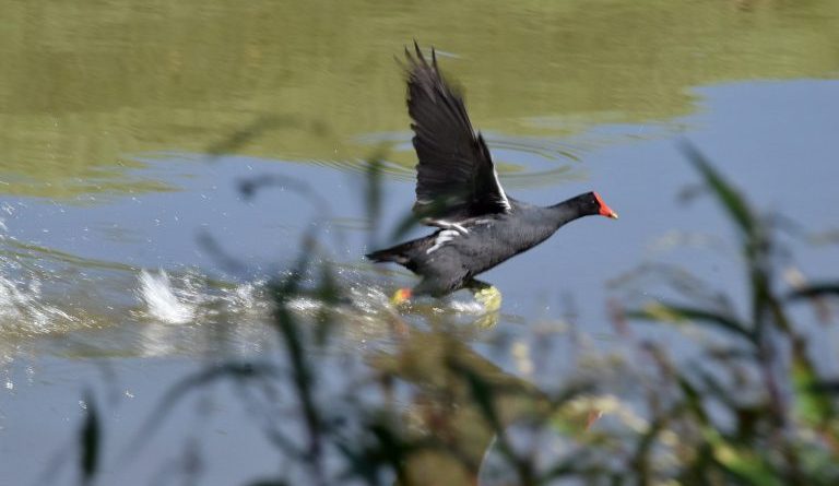 Avistamiento de aves en Chía