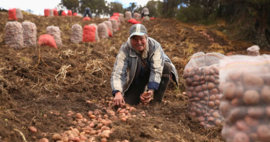 Hombre recogiendo papa en la finca de Cundinamarca