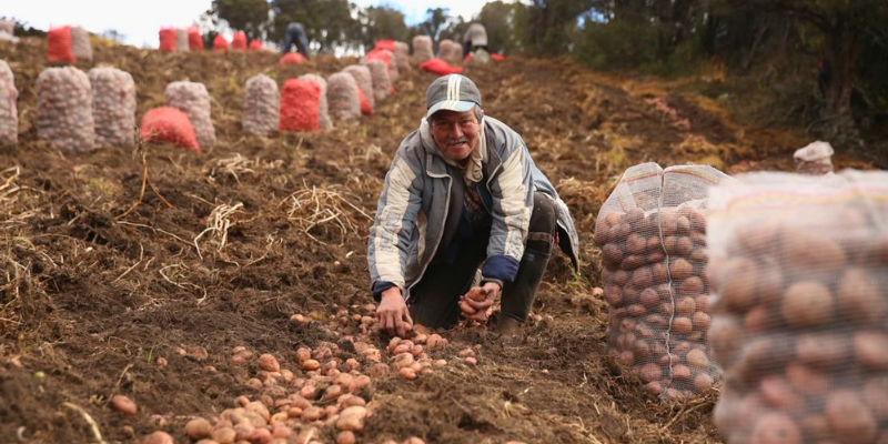 Hombre recogiendo papa en la finca de Cundinamarca