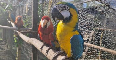 Loros rehabilitados en Cundinamarca