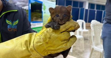 Cachorro de Jaguar