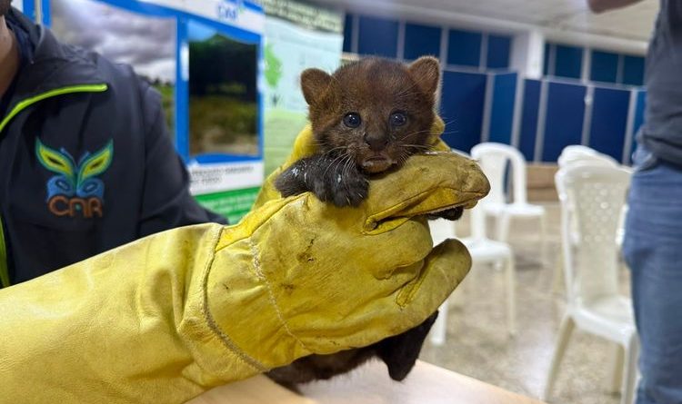 Cachorro de Jaguar