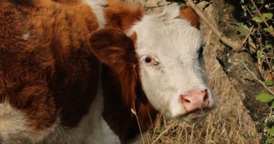 Vacas de color naranja con blanco
