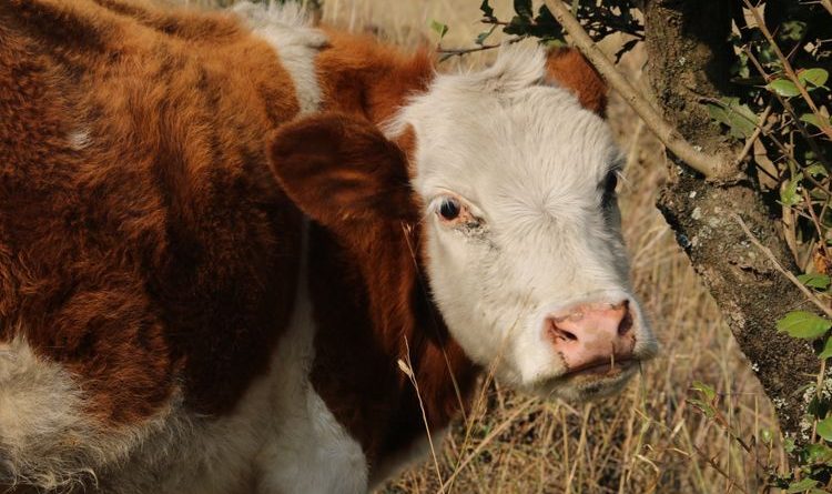 Vacas de color naranja con blanco