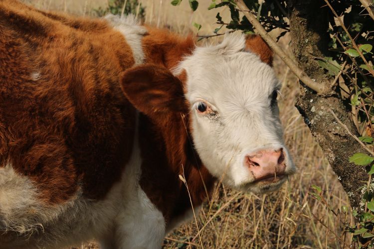 Vacas de color naranja con blanco