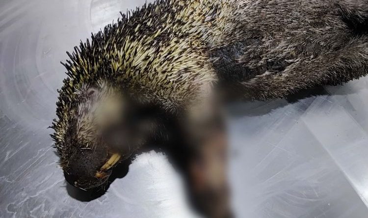 Animal afectado por incendios