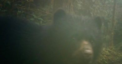 Cámaras trampa captan a oso andino con su cría en las montañas de La Calera Cámaras trampa captan a Osos Andinos