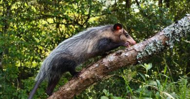 Vuelven a la libertad 12 animales silvestres recuperados por la CAR Zariguella rescatada por la CAR