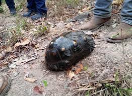 Cundinamarca. Una tortuga morrocoy fue rescatada durante la atención de un incendio forestal en Caparrapí, una emergencia que vuelve a poner en evidencia el grave impacto de las llamas sobre la biodiversidad del departamento.