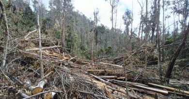 Bosques sin árboles en Cundinamarca