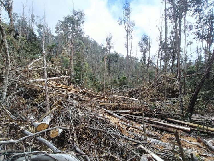 Bosques sin árboles en Cundinamarca