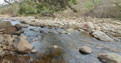 quebrada fluye entre rocas de distintos tamaños. En las orillas hay árboles y vegetación.